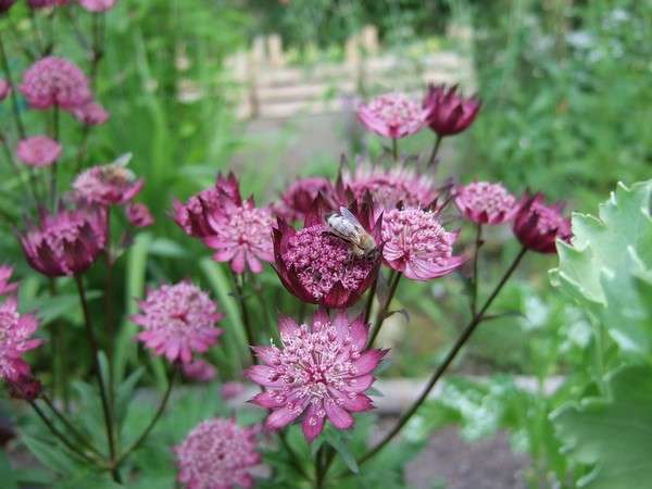 undersized stauder til blomsterbed