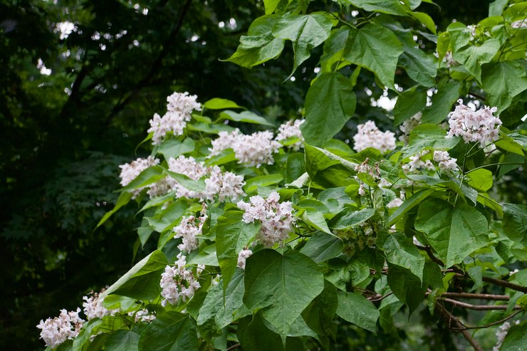 Typer og sorter af catalpa