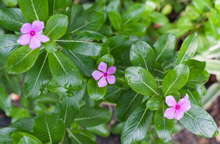 Dyrkning af en catharanthus i haven