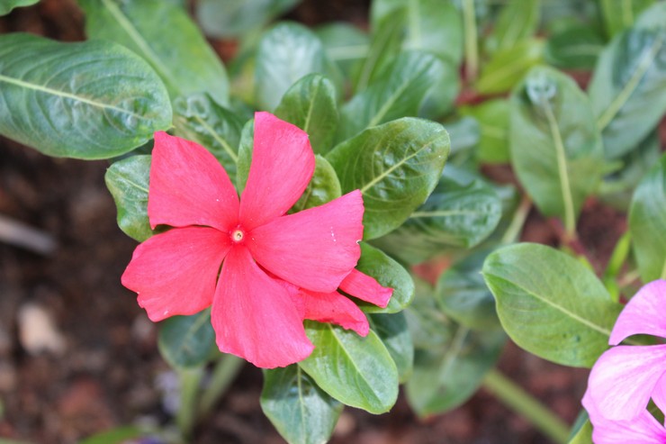 Pleje af catharanthus derhjemme