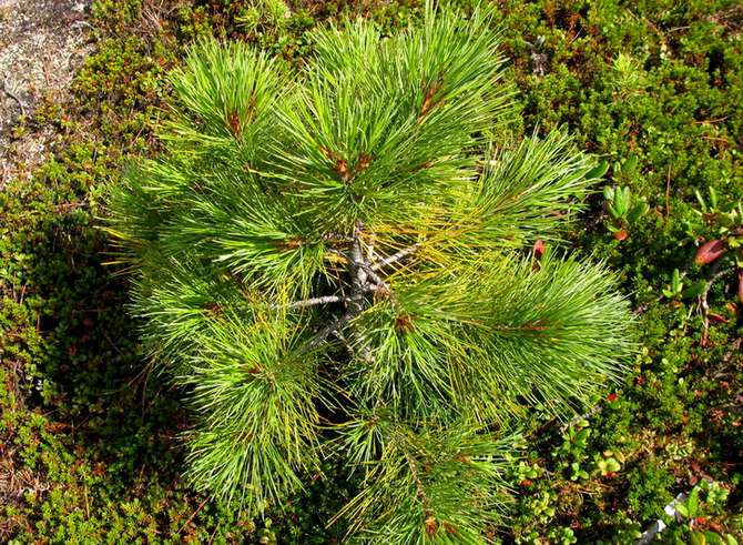 Plantning og pleje af sibirisk fyrretræ