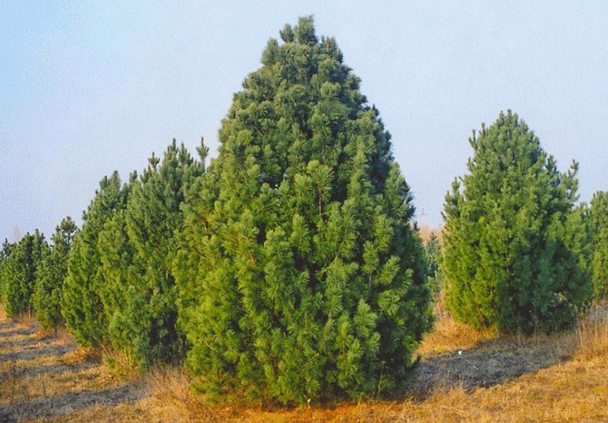 Ο κέδρος της Σιβηρίας χρειάζεται πολτοποίηση εδάφους για να διατηρήσει ένα υψηλό επίπεδο γονιμότητας δέντρων