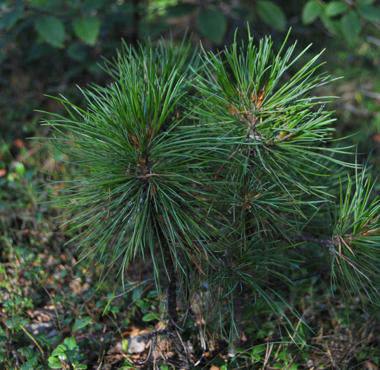 Plantning af sibiriske cedertræsplanter