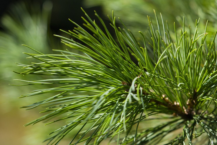 Plantning og pleje af en cedertræ. Dyrkning af sibirisk cedertræ fra frø