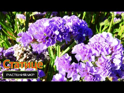 Haveblomster. Statice (limonium eller kermek)