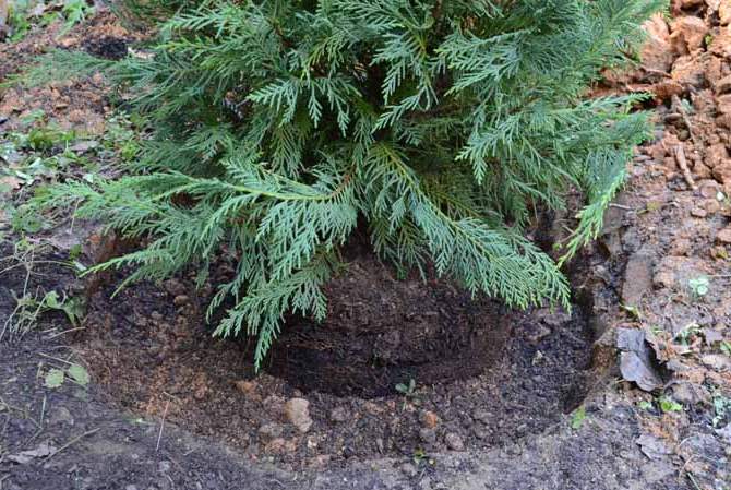 Cypress on eksoottinen kasvi, ja tavalliset lannoitteet tai monimutkainen lannoitus huonekasveille eivät toimi hänelle