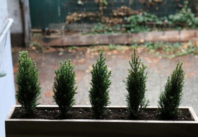 Cypress formeres af frø og stiklinger.