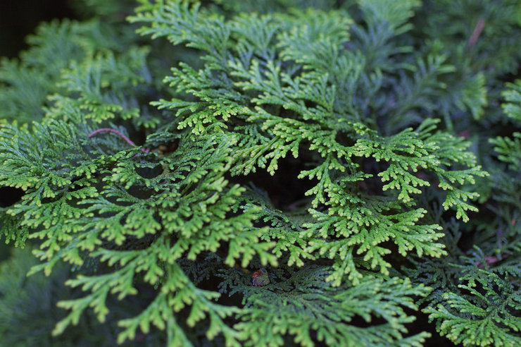 Cypress - istutus ja hoito avomaalla. Kasvava sypressi, jalostusmenetelmät. Kuvaus, tyypit. Kuva