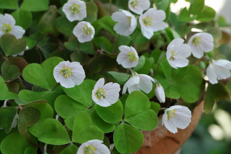 Oxalis عادي