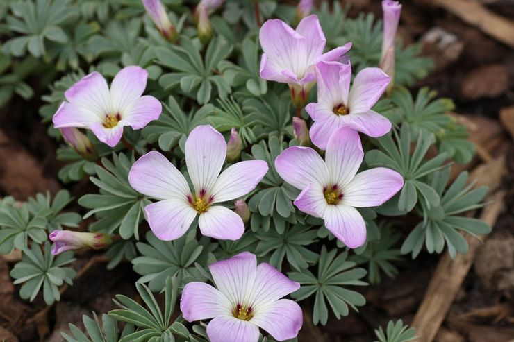 Ferruginøs oxalis