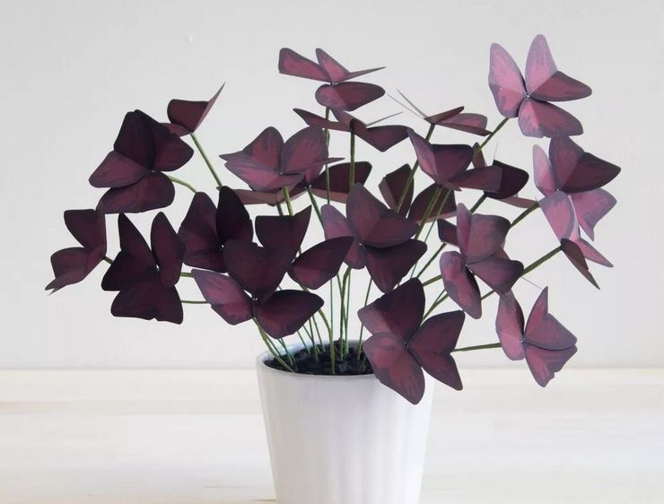 Oxalis plante