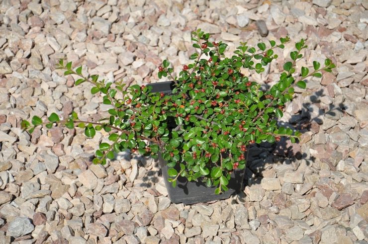 Plantning af en cotoneaster i åbent terræn