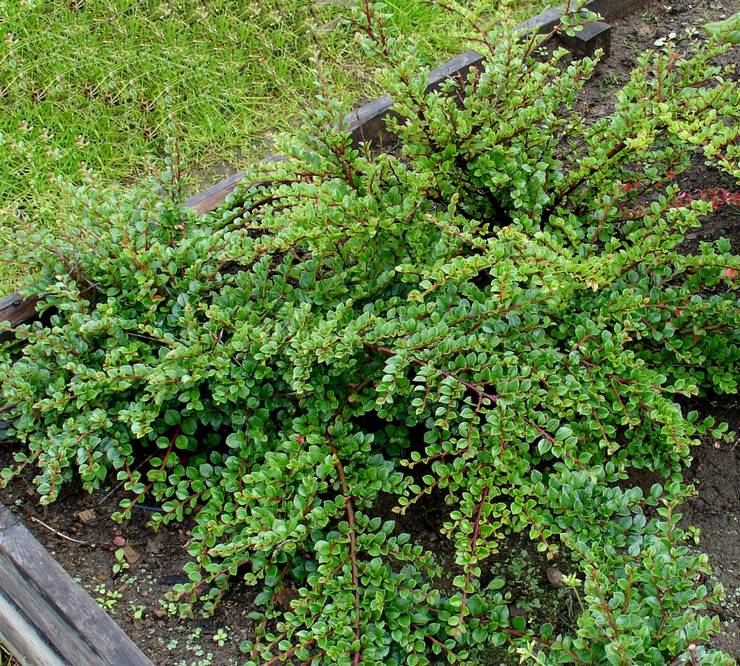 Pasning af en cotoneaster i haven