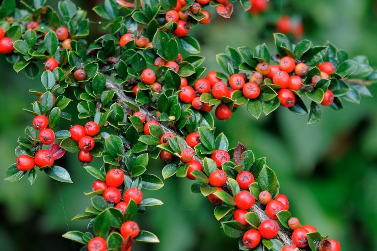 أنواع وأنواع cotoneaster