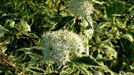 Μετά τη φύτευση σπορόφυτων cotoneaster σε ανοιχτό έδαφος, πρέπει να δοθεί ιδιαίτερη προσοχή στη λίπανση του εδάφους. Cotoneaster