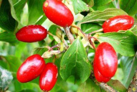 I de første år efter plantning af cotoneaster på åben grund i landet skal du passe på dannelsen af ​​kronen. Afhængigt af hvordan beskæringen udføres, vokser dit kornel som et træ eller en busk.