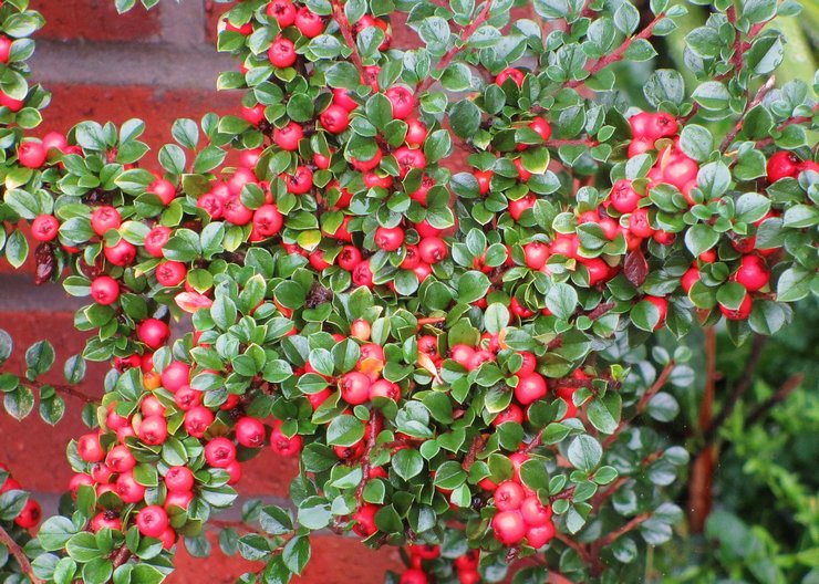 Cotoneaster: زراعة ورعاية في الحقول المفتوحة ، وتنمو في الحديقة