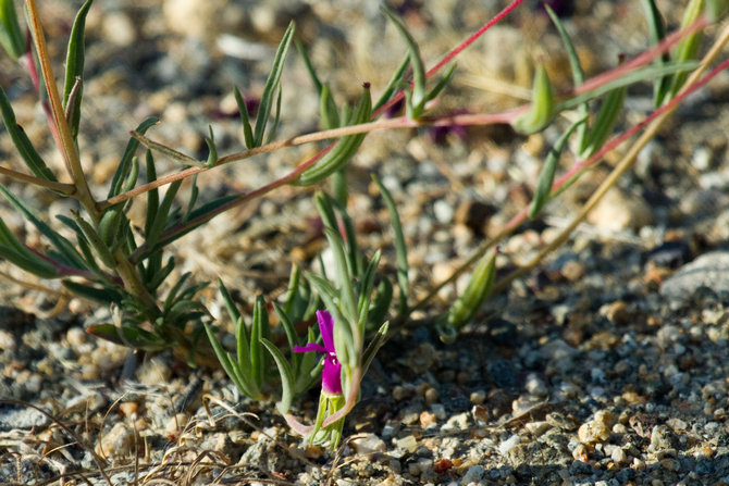 Plantning af clarkyria i åbent terræn