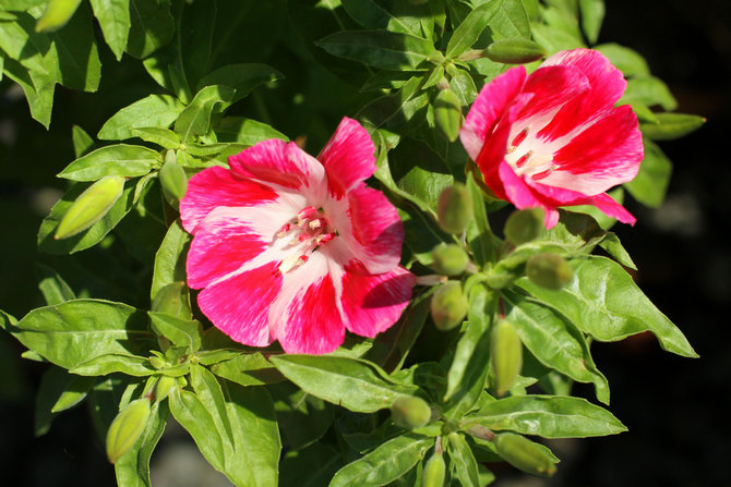 Udendørs Clarkia plantepleje