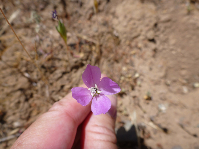 Clarkia efter blomstring