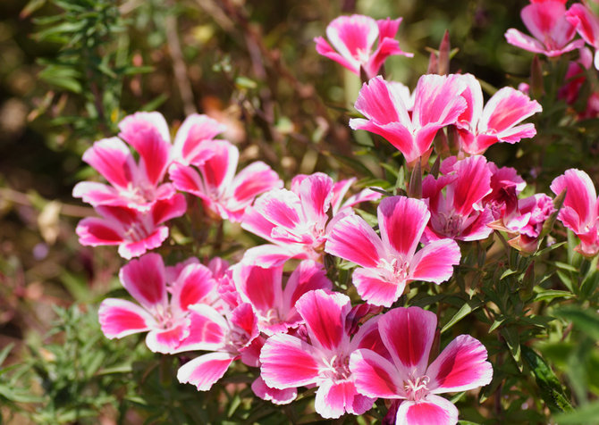 Λουλούδια Clarkia - φύτευση και φροντίδα σε ανοιχτό χωράφι. Καλλιέργεια κλαρκ από σπόρους. Περιγραφή. φωτογραφία