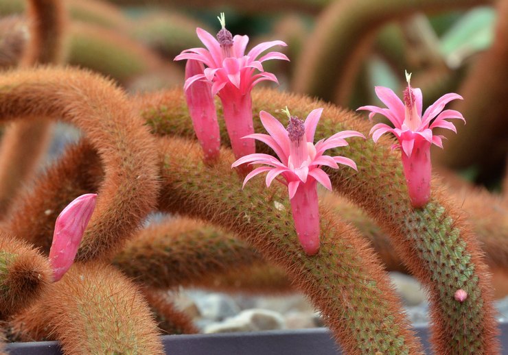 Cleistocactus الشتاء
