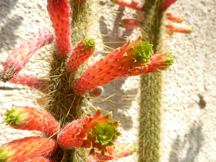 Smaragd cleistocactus