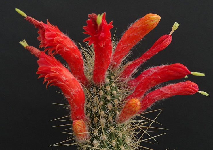 Cleistocactus tupisia