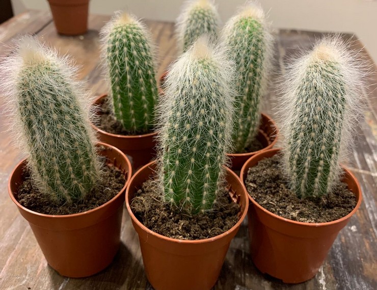 Cleistocactus pleje