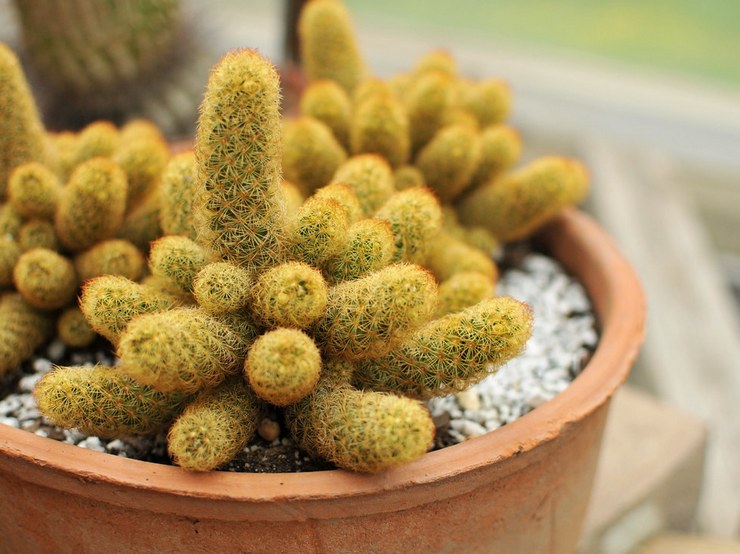 Cleistocactus