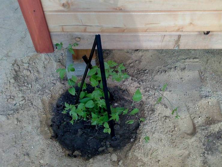 Plantning af clematis om efteråret