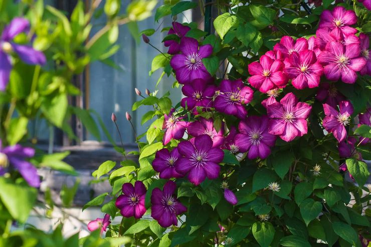 Φροντίδα για το clematis στον κήπο