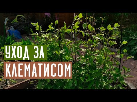 Τι χρειάζεται για την ταχεία άνθηση του clematis; / Οδηγός κήπου