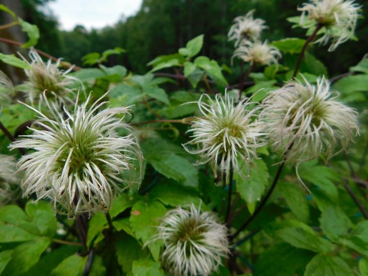 Clematis kukinnan jälkeen