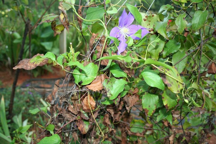 Sygdomme og skadedyr af clematis