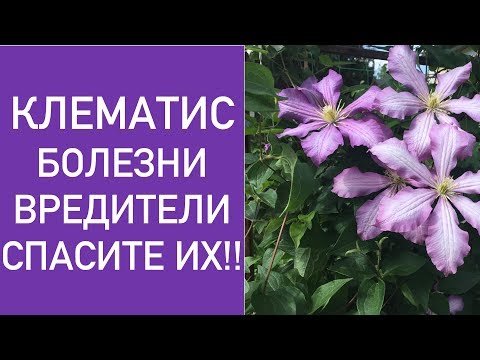 CLEMATIS. الأمراض والآفات.