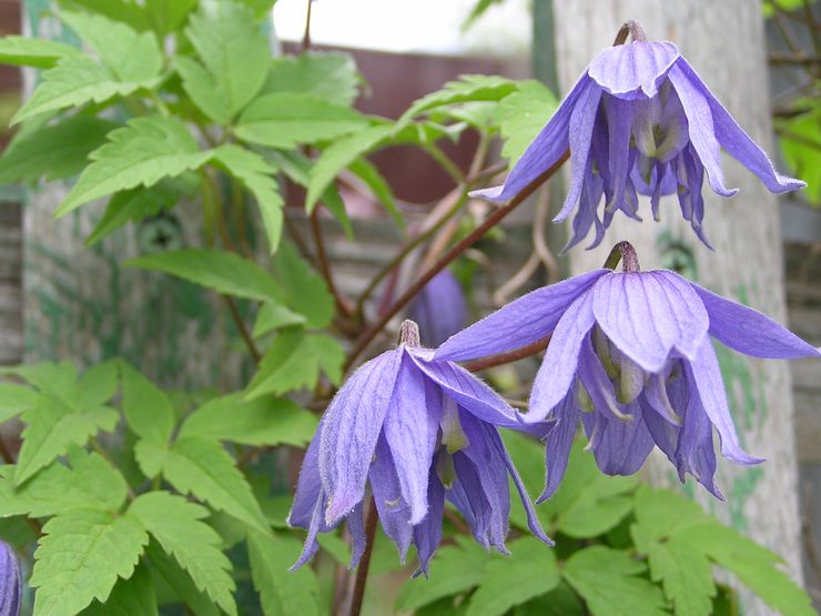 Alpine clematis