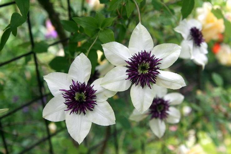 Blomstrende clematis