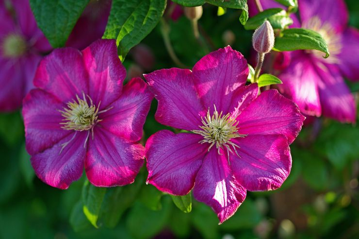 Περιγραφή του clematis