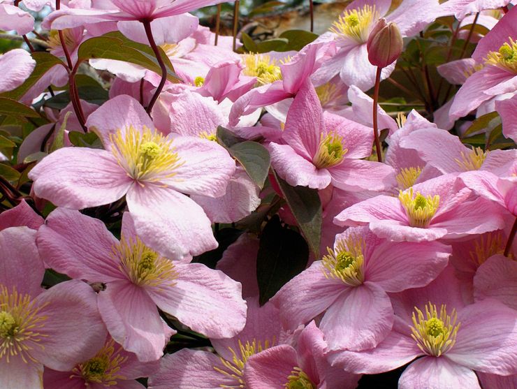 Mountain clematis