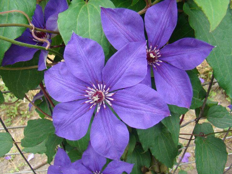 Clematis villainen