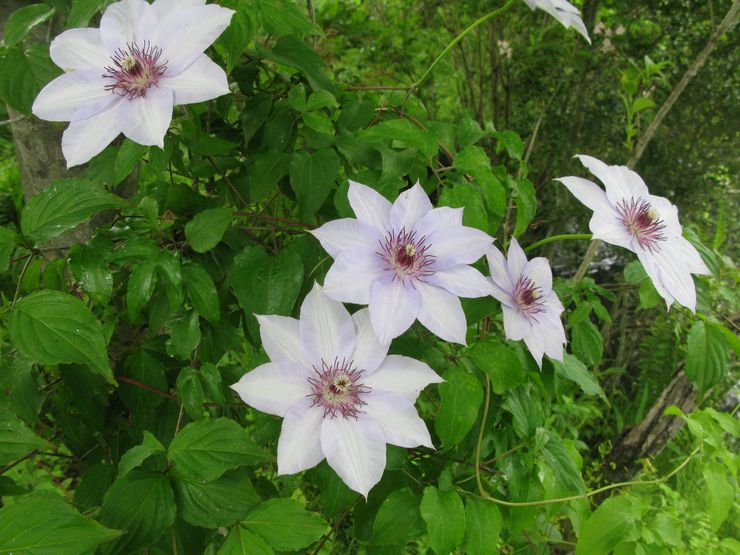 Εκτεινόμενο clematis