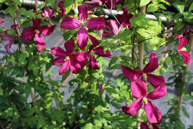 Μωβ Clematis