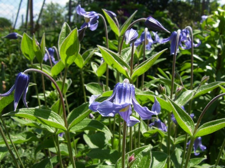 Ολόσωμα clematis