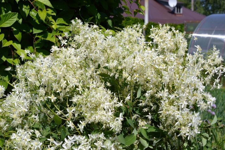 Clematis skarp (småblomstret)