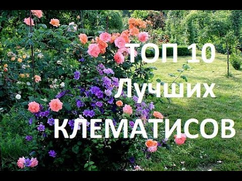 ΚΟΡΥΦΑΙΕΣ 10 ΚΑΛΥΤΕΡΕΣ ΠΟΙΚΙΛΙΕΣ CLEMATIS ΓΙΑ ΤΟΝ ΚΗΠΟ ΣΑΣ.