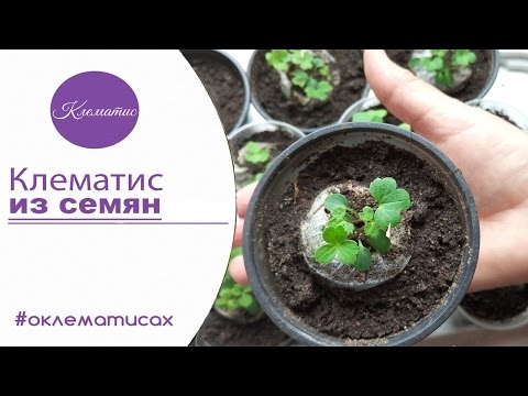 �� تزايد CLEMATIS من البذور - ياسمين ياسمين من البذور في المنزل من قناة Clematis TV