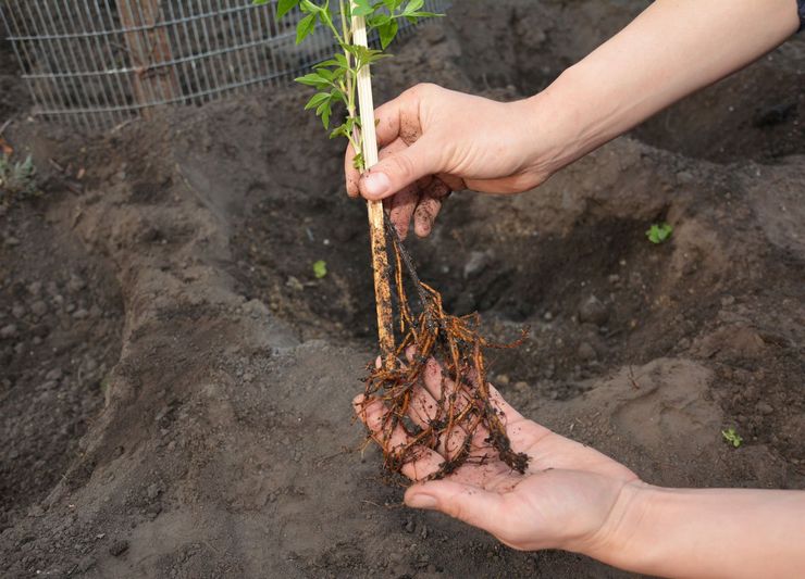 Plantning af clematis i åbent terræn