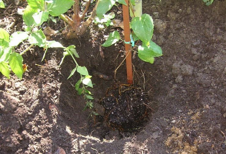 Plantning af clematis om foråret