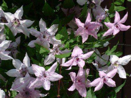 Το Clematis αναπτύσσεται καλά σε ελαφρύ, αναπνεύσιμο, γονιμοποιημένο χώμα. Η υπερθέρμανση του εδάφους έχει κακή επίδραση στο φυτό, επομένως είναι απαραίτητο να πολτοποιήσετε την επιφάνεια της ρίζας και να την σκιάσετε. Για το σκοπό αυτό, τα ετήσια φυτά μπορούν να φυτευτούν γύρω από το clematis, τα πολυετή φυτά, αντίθετα, δεν συνιστάται να φυτεύονται κοντά στο clematis.